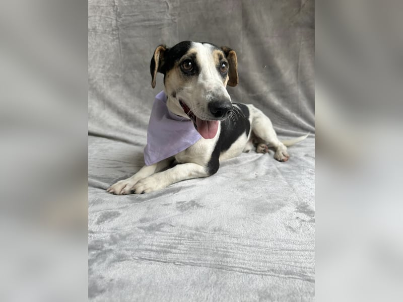 MARCUS - Freundlicher, aktiver Rüde sucht endlich ein liebevolles Zuhause