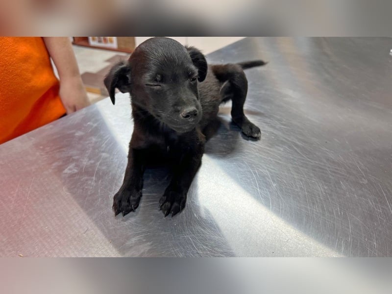 STELLA - Kleine Zuckermaus sucht ihre Familie