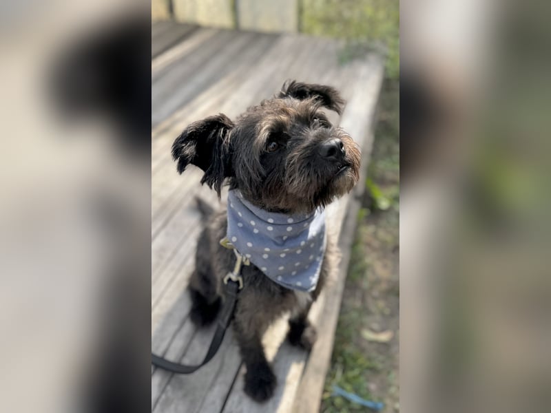 FOXI - Kleiner, vorsichtiger Hundejunge sucht geduldige Menschen mit großem Herzen FOXI - Kleiner, vorsichtiger Hundejunge sucht geduldige Menschen mit großem Herzen