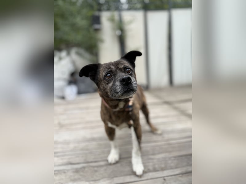 PEPE - Kleiner Hundeopi sucht warmes Plätzchen