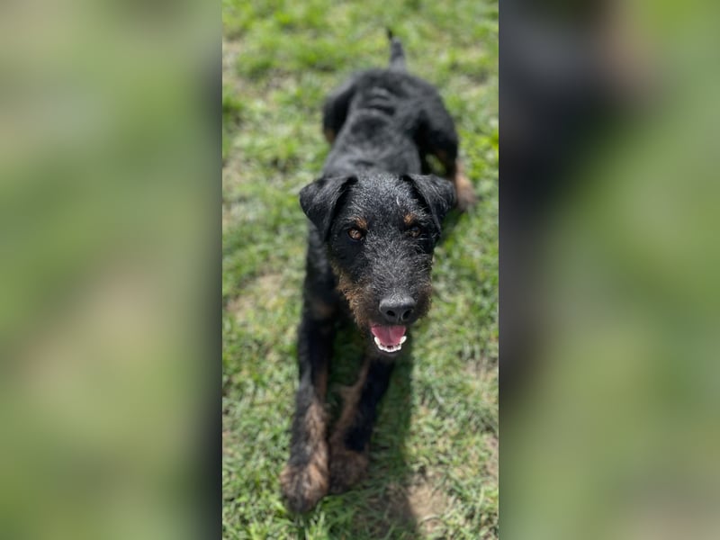 AXEL - Terrier-Mix sucht sein für immer zuhause