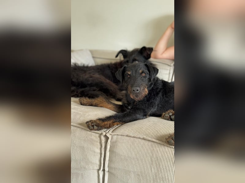AXEL - Terrier-Mix sucht sein für immer zuhause