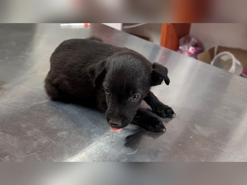 STELLA - Kleine Zuckermaus sucht ihre Familie