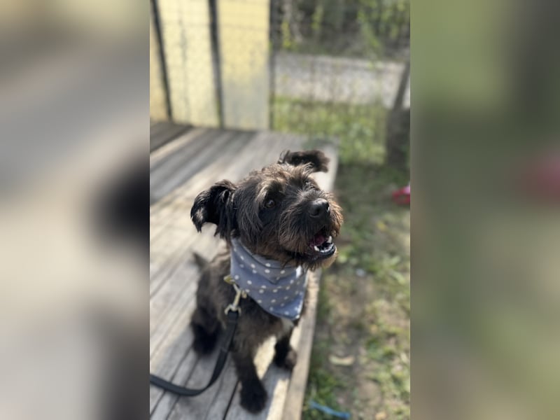 FOXI - Kleiner, vorsichtiger Hundejunge sucht geduldige Menschen mit großem Herzen FOXI - Kleiner, vorsichtiger Hundejunge sucht geduldige Menschen mit großem Herzen