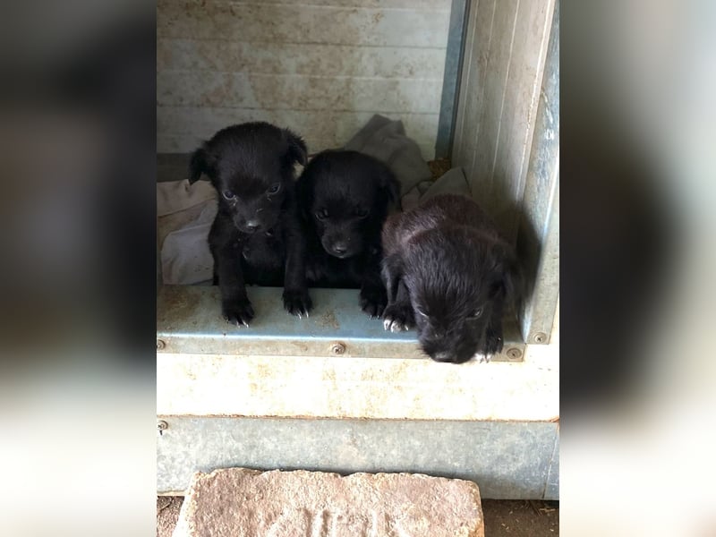 STELLA - Kleine Zuckermaus sucht ihre Familie
