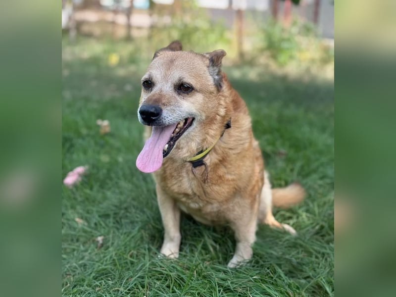 BOGAR - Ein herzensguter Hundesenior sucht seinen letzten Platz zum Ankommen