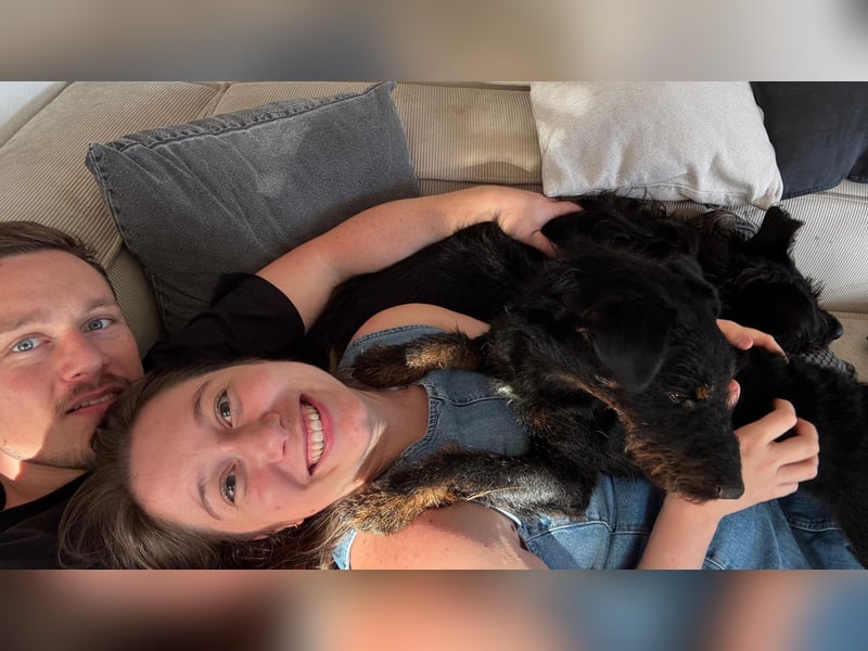 AXEL - Terrier-Mix sucht sein für immer zuhause