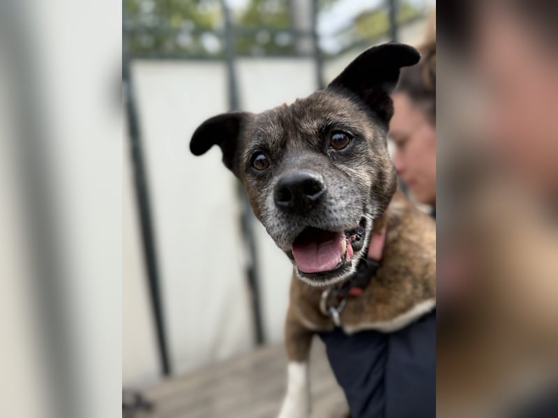 PEPE - Kleiner Hundeopi sucht warmes Plätzchen