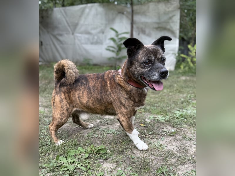 PEPE - Kleiner Hundeopi sucht warmes Plätzchen
