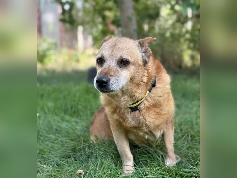BOGAR - Ein herzensguter Hundesenior sucht seinen letzten Platz zum Ankommen