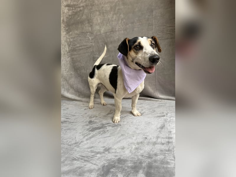 MARCUS - Freundlicher, aktiver Rüde sucht endlich ein liebevolles Zuhause