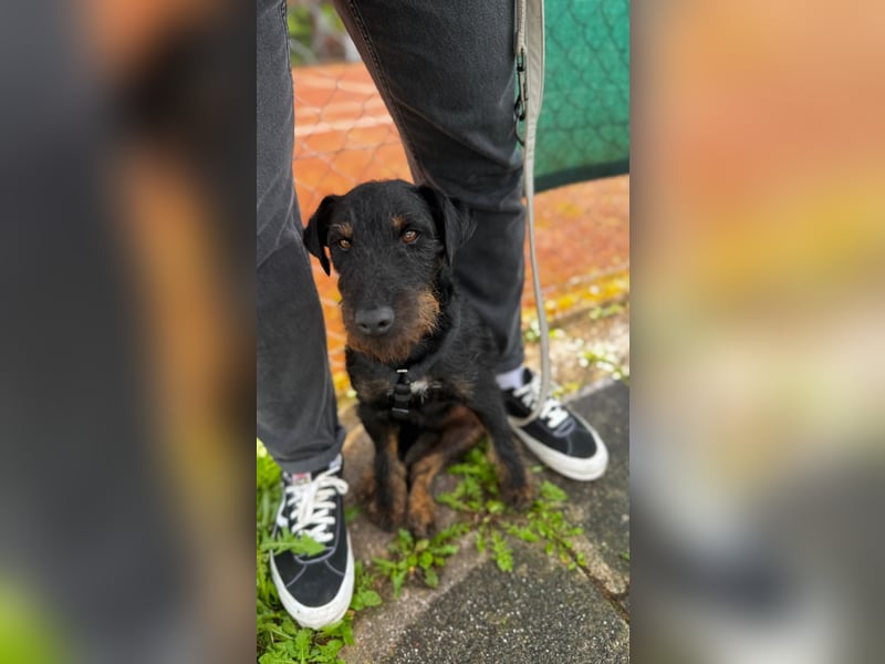 AXEL - Terrier-Mix sucht sein für immer zuhause