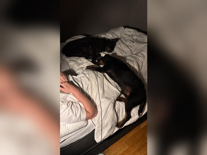 AXEL - Terrier-Mix sucht sein für immer zuhause