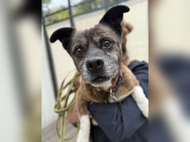 PEPE - Kleiner Hundeopi sucht warmes Plätzchen