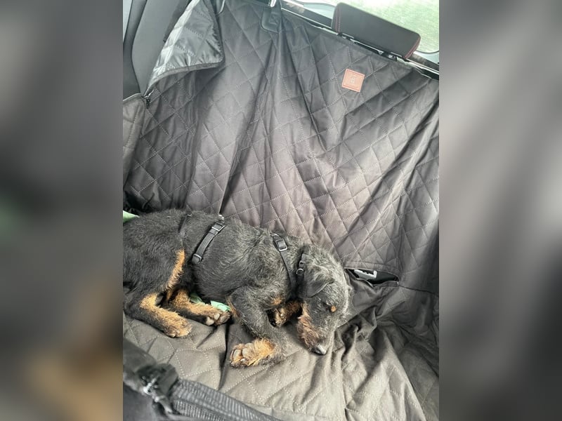 AXEL - Terrier-Mix sucht sein für immer zuhause