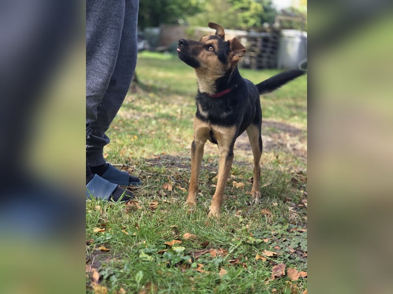 PEUGEOT - Junger Schatz sucht seine Familie
