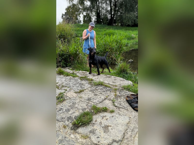 AXEL - Terrier-Mix sucht sein für immer zuhause