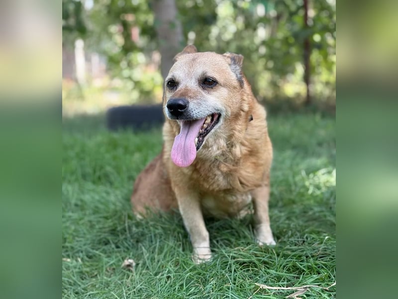 BOGAR - Ein herzensguter Hundesenior sucht seinen letzten Platz zum Ankommen