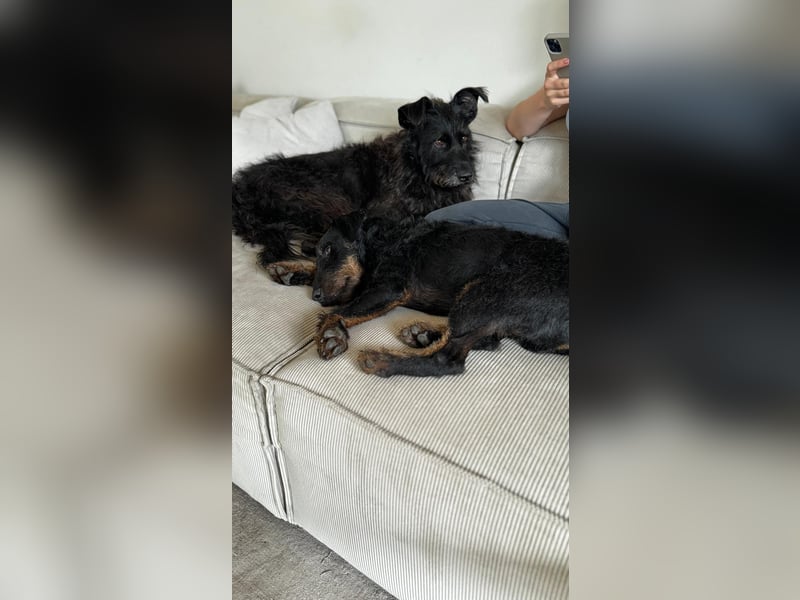 AXEL - Terrier-Mix sucht sein für immer zuhause
