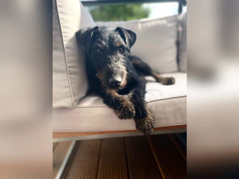 AXEL - Terrier-Mix sucht sein für immer zuhause