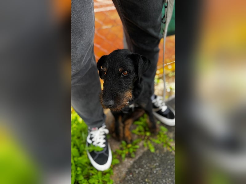 AXEL - Terrier-Mix sucht sein für immer zuhause