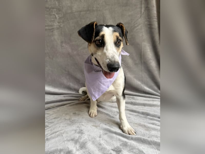 MARCUS - Freundlicher, aktiver Rüde sucht endlich ein liebevolles Zuhause