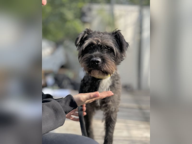 FOXI - Kleiner, vorsichtiger Hundejunge sucht geduldige Menschen mit großem Herzen FOXI - Kleiner, vorsichtiger Hundejunge sucht geduldige Menschen mit großem Herzen