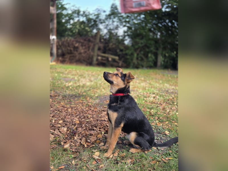 PEUGEOT - Junger Schatz sucht seine Familie