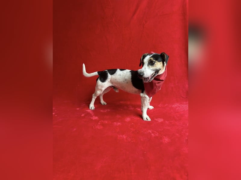 MARCUS - Freundlicher, aktiver Rüde sucht endlich ein liebevolles Zuhause