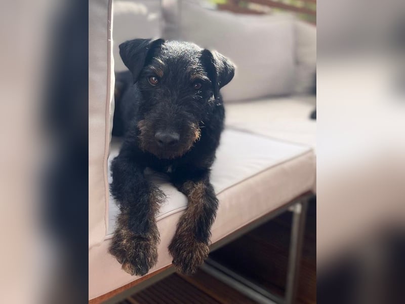 AXEL - Terrier-Mix sucht sein für immer zuhause