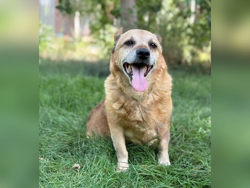 BOGAR - Ein herzensguter Hundesenior sucht seinen letzten Platz zum Ankommen