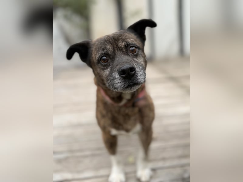 PEPE - Kleiner Hundeopi sucht warmes Plätzchen