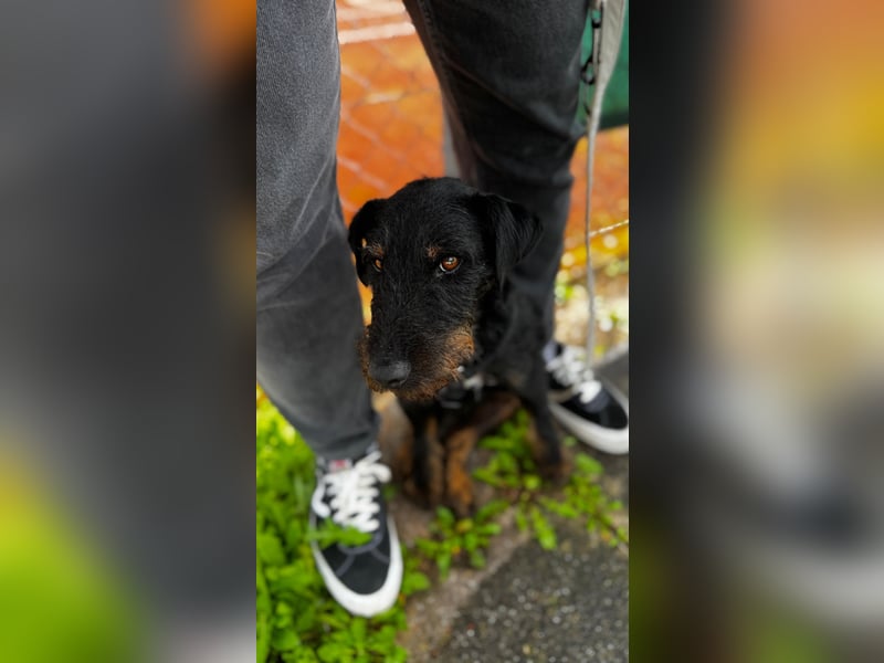 AXEL - Terrier-Mix sucht sein für immer zuhause