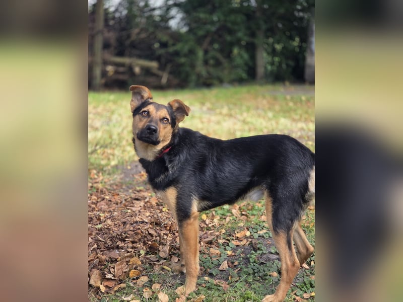 PEUGEOT - Junger Schatz sucht seine Familie