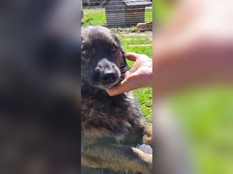 Elio sucht ein neues Zuhause