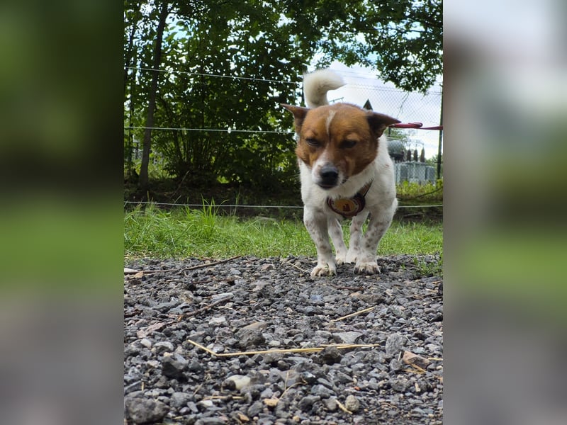 Lutz sucht ein neues Zuhause