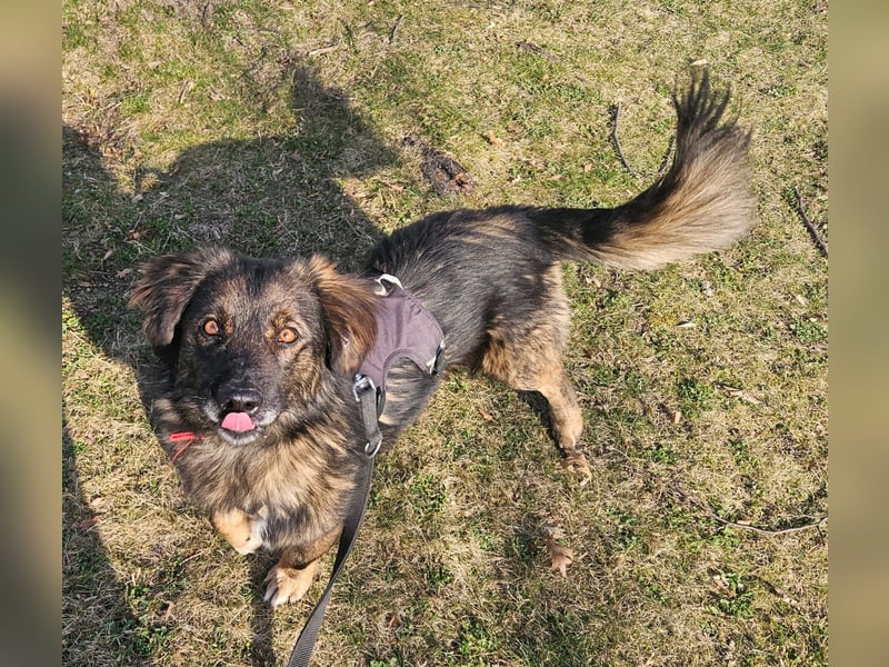 Elio sucht ein neues Zuhause