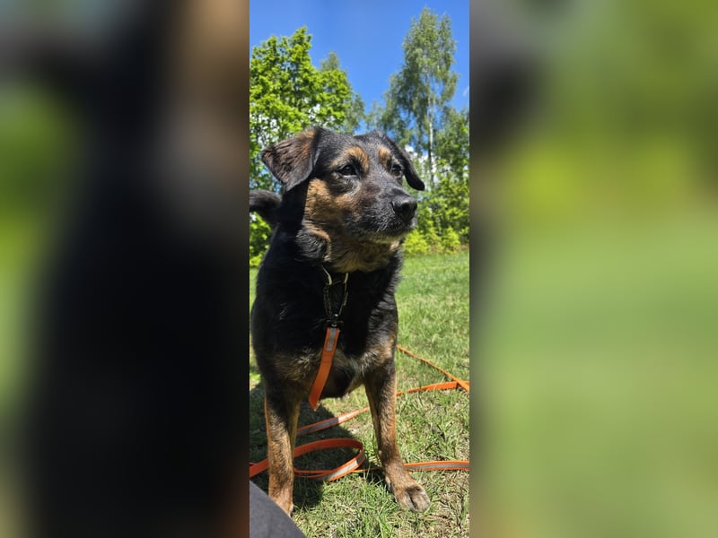 Phili sucht ein neues Zuhause