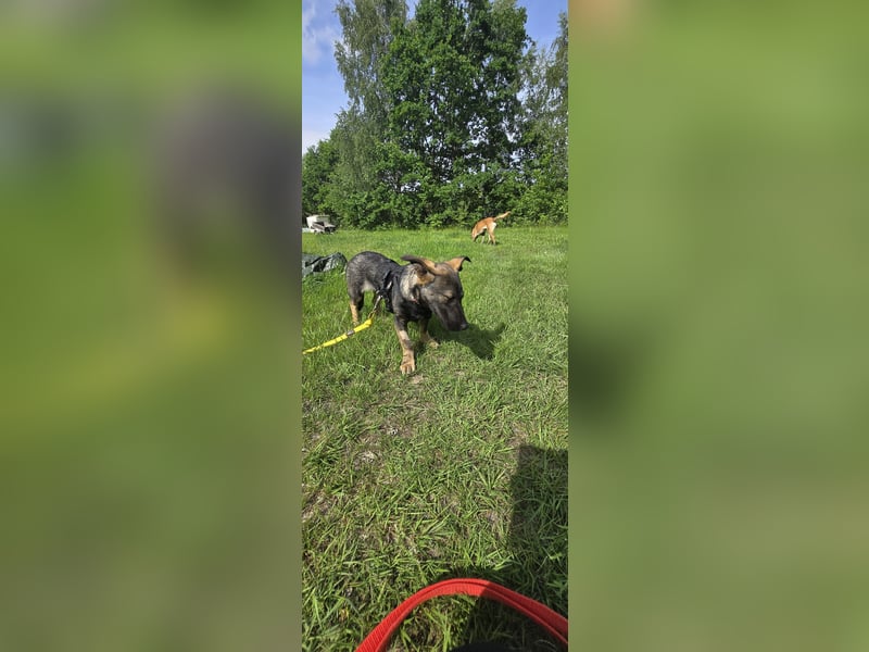 Änni sucht ein neues Zuhause