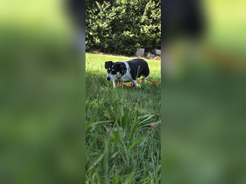 Ginny sucht ein neues Zuhause 