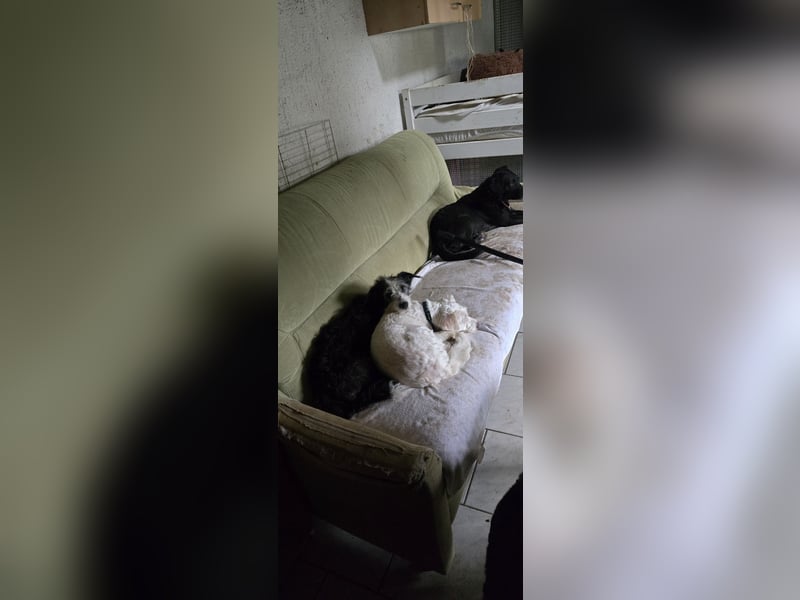 Vanilla sucht ein neues Zuhause