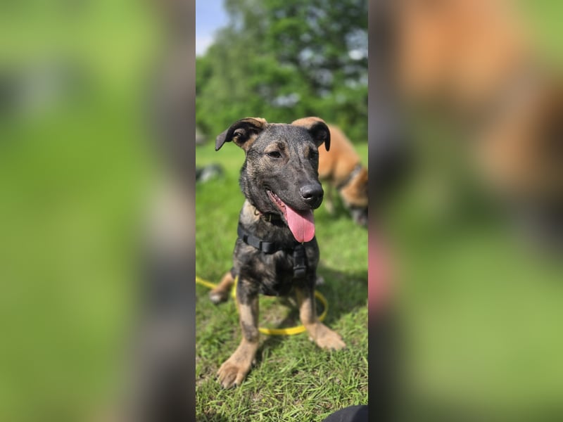 Änni sucht ein neues Zuhause