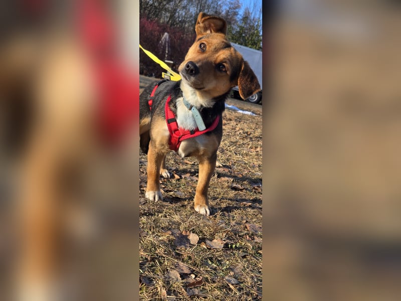 Kassandra sucht ein neues Zuhause