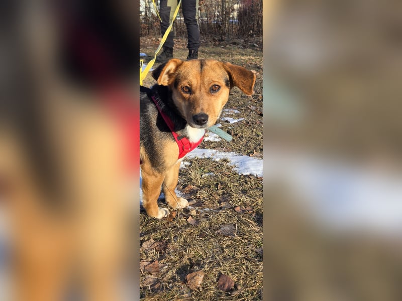 Kassandra sucht ein neues Zuhause