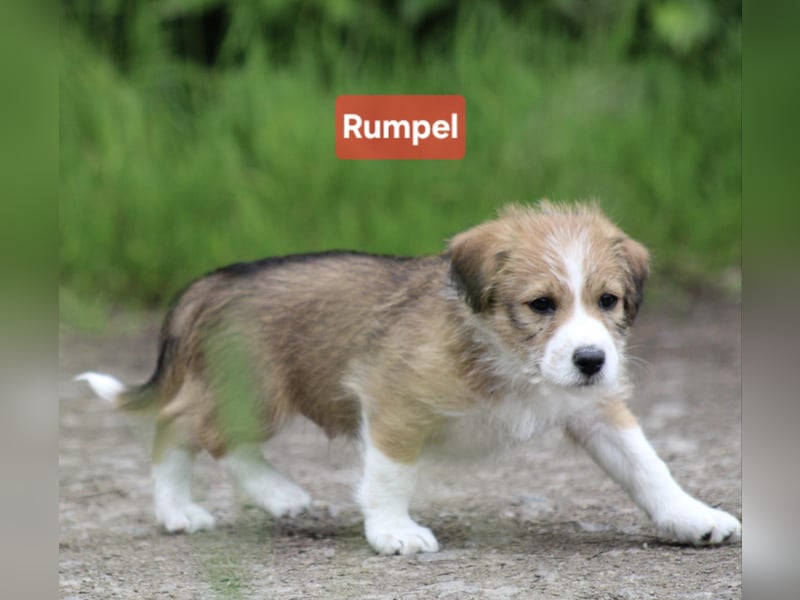 Welpis suchen neues Zuhause
