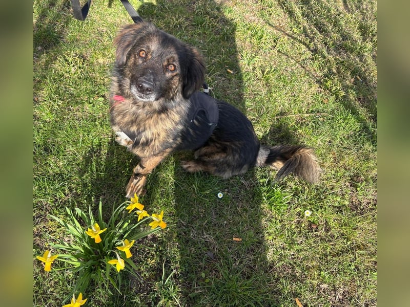 Elio sucht ein neues Zuhause