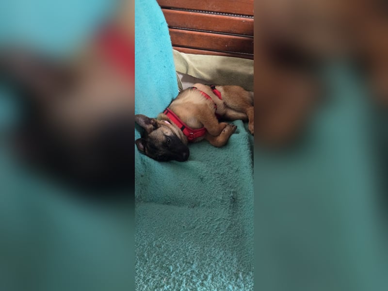 Minnimi sucht Familie mit Lust am Training