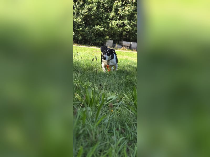 Ginny sucht ein neues Zuhause 