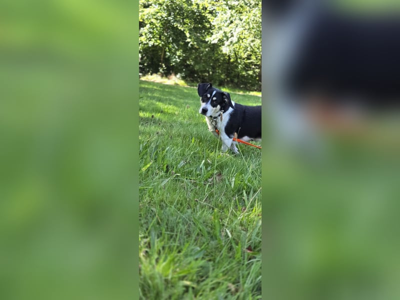 Ginny sucht ein neues Zuhause 