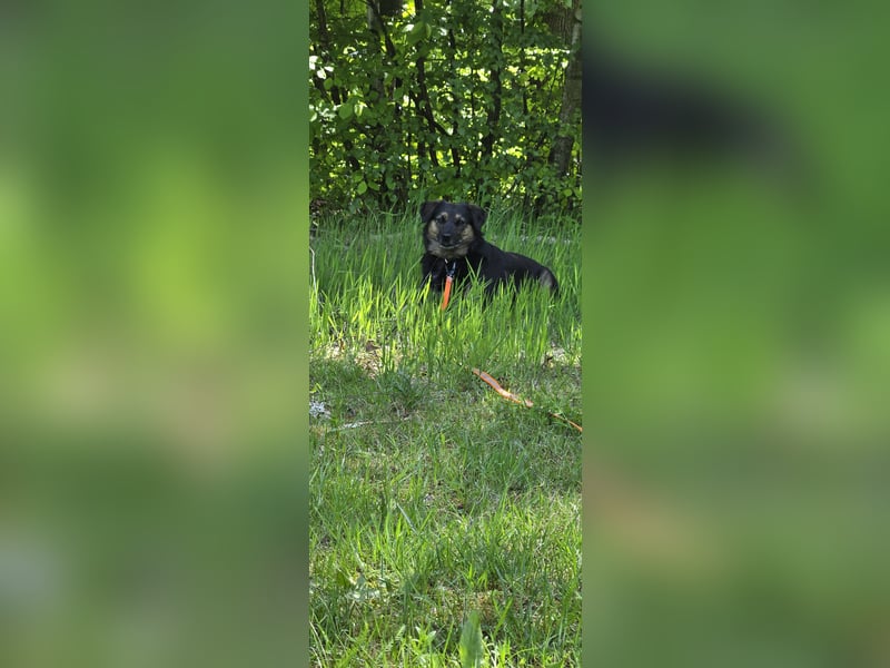 Phili sucht ein neues Zuhause